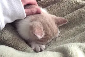 小奶猫疯狂踩奶呼噜个不停！视频封面