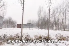 山东菏泽:农村下雪啦！整个村庄都显得更加干净了！