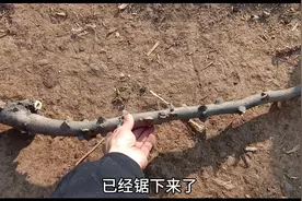 农村小伙锯花椒木做手杖，看着型不错，你们觉得咋样视频封面