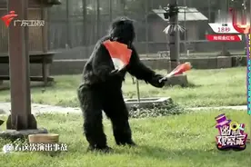 《幽默观察家》真人假扮大猩猩动物园表演，突然演杂了太尴尬视频封面