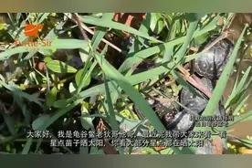 乌龟趴晒台上晒太阳不下水什么原因，以星点水龟为例「龟谷鳖老」视频封面