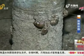 禁食令到来，金蝉到底还能不能养？年产值500万的济南金蝉村愁坏