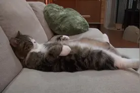 在沙发上仰天大睡的猫咪