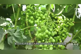 葡萄种植当中出现大小粒现象，是由哪些原因造成的？小阳详细分析视频封面