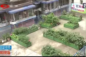 成都：在屋顶上种菜？小“菜园”大变化，幸福家园共建共享视频封面