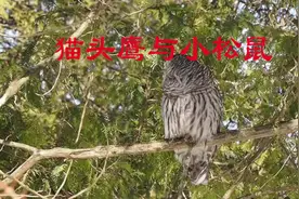 小松鼠天敌猫头鹰视频封面