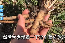 加拿大的巨型蒲公英，根儿又粗又长，堪比白萝卜