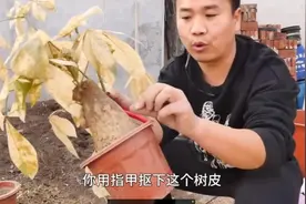 家家户户都有的发财树怎么拯救？发财树起死回生，全靠这几步视频封面
