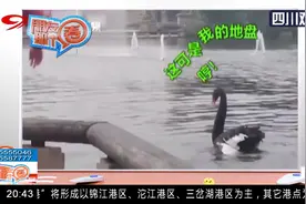 金毛游泳被黑天鹅按头暴揍，狗被欺负得没有还手之力……视频封面