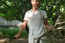 黄皮树长了寄生茶，大家见过吗，听说是难得的宝贝哦