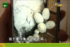 家中墙角长蘑菇吓哭女业主 学名“墨汁鬼伞”可怕原因专家来揭秘视频封面
