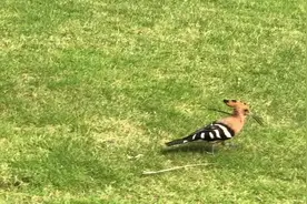 姚竹在海南清水湾路中心发现了一只啄木鸟，长得好漂亮不停在啄地视频封面
