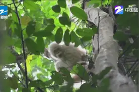 印尼罕见白化红毛猩猩放归山林一年后生活良好视频封面