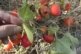 农村人称它“屎瓜”，你家乡有吗？小时候最喜欢摘它啦