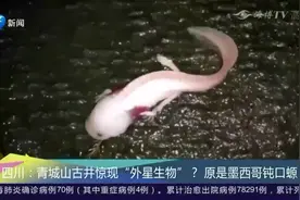 四川青城山古井惊现“外星生物”？酷似白色娃娃鱼！原来是它！视频封面