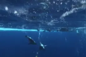 神奇的生命--原来企鹅这种生物进化而来