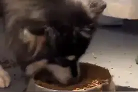 咋还吃急眼了呢？视频封面