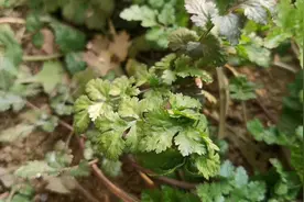 香菜不但美味而且营养物质丰富，但有四种人不宜吃，快来了解下吧视频封面