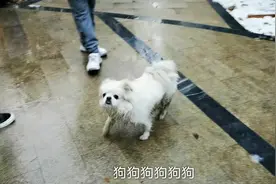 放学在小区里玩雪，偶遇一只自己遛自己的京巴狗，主人心也太大了