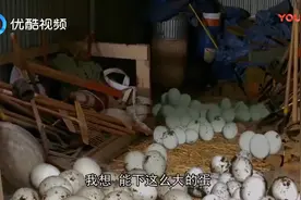 巨蟒大战恐鳄，这么多巨蟒蛋被人类销毁，结果可想而知！视频封面