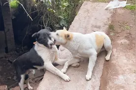 中华田园犬~如此的天真。同样的狗生，却遭遇不同的的命运//
