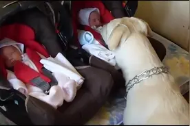 狗子第一次见到双胞胎小主人，急的赶紧上前蹭蹭