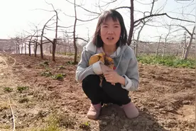 旬邑小宁家用食用碱给苹果树打药，还是第一次见，据说效果不错。视频封面