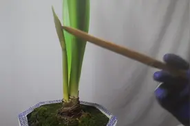 用事实证明！朱顶红完全可以一年多次开花，快进来学学视频封面