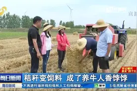 变废为宝！秸秆变饲料，成胶州养牛人香饽饽，保护环境还能助增收视频封面