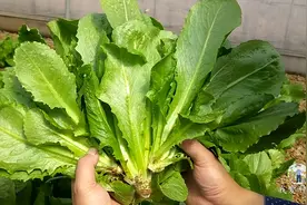 油麦菜的升级品种沙拉菜，脆嫩好吃，生吃口感也很好，你也试试吧视频封面