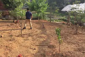 农村孩子放学回来别样玩法，和公鸡斗法，竟然还有人怕鸡的视频封面