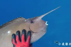 美女赶海遇到头上有刺的鱼，长得像海里的犀牛，大开眼界