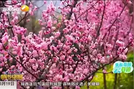 芳草萋萋春意浓，秦岭山下赏梅花|都市快报0319视频封面