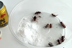 用万能的小苏打自制的灭蟑药，蟑螂死伤过半视频封面