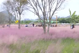 兴义：纳录花海粉黛乱子草盛开 上演粉色浪漫图片