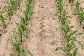 玉米苗期地下害虫防治新方法，治一次可管80天，简单又轻松