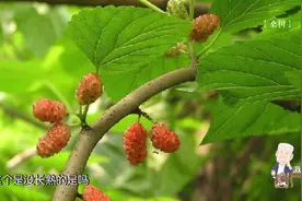 蚕除吃桑叶还是可以吃什么呢