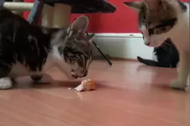 把美食送给小猫咪，看它是否会和同伴分享，结局你可能猜不到