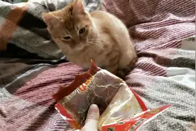 当喵星人遭遇辣条，会碰撞出怎么样的火花呢，一起看看吧