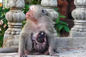 辛苦的母猴！吉娜刚生下宝宝很疲惫，新生小猴的脐带还拖在地上视频封面