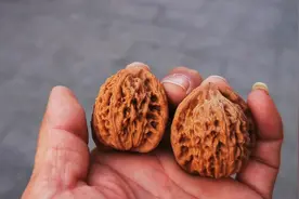 文玩核桃，红宝石野生核桃，体型偏小皮质红油亮