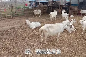 怎么分辩母羊快要生产了，可以注意这几个方面，及时做好隔离视频封面