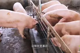 10斤的小猪只要五个月就能长到200多斤，难道真用激素在养猪？视频封面