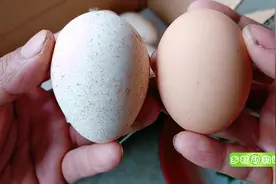 你见过火鸡蛋吗？个头比鸡蛋大一点，价格贵1个火鸡蛋能买3斤鸡蛋