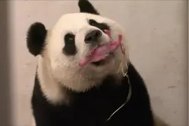 比利时大熊猫叼着刚生下的宝宝，长得象香肠视频封面