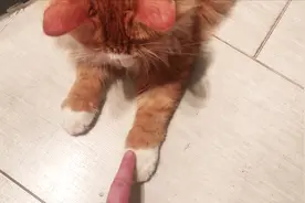 猫爪在上原理，用手指压住猫咪爪子，它总是反压，你家猫也这样吗