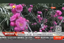 美！西安植物园梅花傲雪绽放，花朵清雅秀丽，市民纷纷打卡拍照视频封面