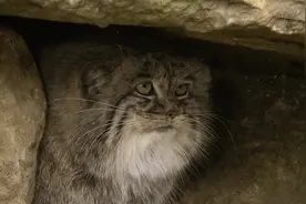 猫科动物之狞猫、非洲金猫。薮猫、兔猻视频封面