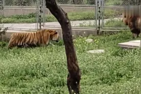 狮虎混养区的狮子与老虎