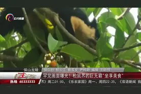 云南省龙陵县出现"松鼠界的巨无霸"！体长1米、体重3公斤视频封面
